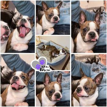 Boston Terrier Dogs Available for Adoption - Ember | PetCurious