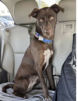 Rescue Border Collie Dogs for Adoption in Mount Laurel Township, New Jersey - Border Collie, Border Collie | PetCurious