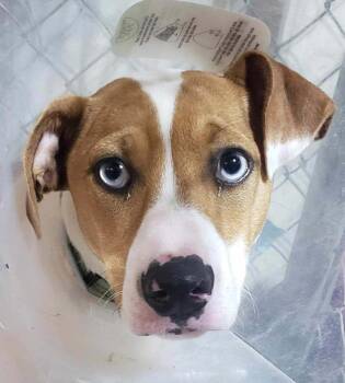 Rescue Pit Bull Terrier and Australian Shepherd Dogs for Adoption in Lee