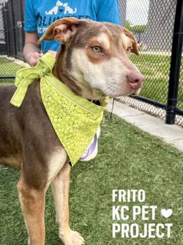 Frito -  Mixed Breed Dog for Adoption in Kansas City, Missouri - Frito | PetCurious