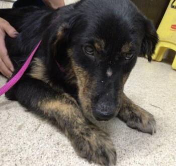 Rescue Labrador Retriever and Mixed Breed Dogs for Adoption in Riverside, California - BELL | PetCurious