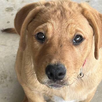 Rottweiler and Great Pyrenees Dogs Available for Adoption in Krum, Texas - Caroline | PetCurious