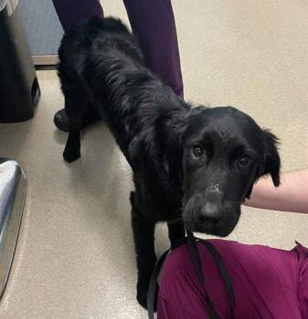 RANGER -  Labrador Retriever Dog for Adoption in Holbrook, New York - RANGER | PetCurious