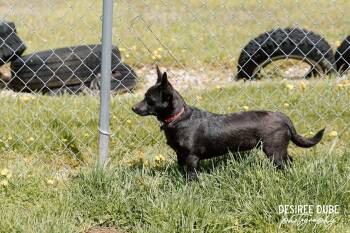 Chihuahua and Border Collie Dogs Available for Adoption in Cuyahoga Falls, Ohio - Glory Puppy | PetCurious