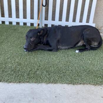 A614881 -  Labrador Retriever Dog for Adoption in Modesto, California - A614881 | PetCurious
