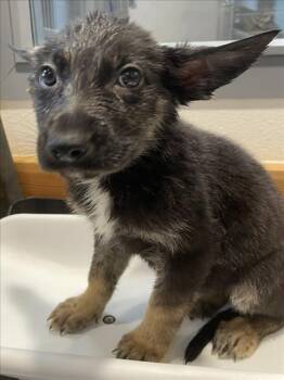 German Shepherd Dog Dogs Available for Adoption in Tracy, California - AGAVE | PetCurious
