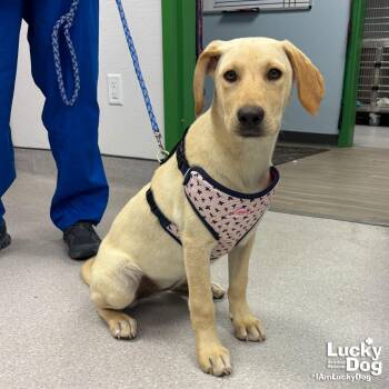 Labrador Retriever and Retriever Dogs Available for Adoption in Washington, District Of Columbia - Ethel | PetCurious