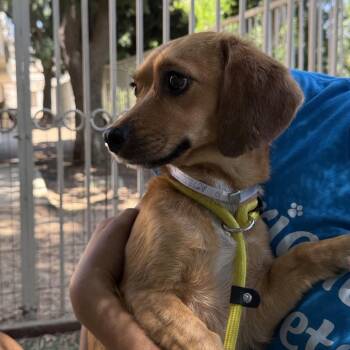 Fluffy - Chino Hills Location -  Beagle and Dachshund Dog for Adoption in Chino Hills, California - Fluffy - Chino Hills Location | PetCurious