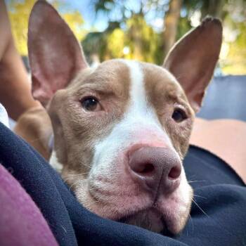 Koa -  Boxer Dog for Adoption in Savannah, Georgia - Koa | PetCurious