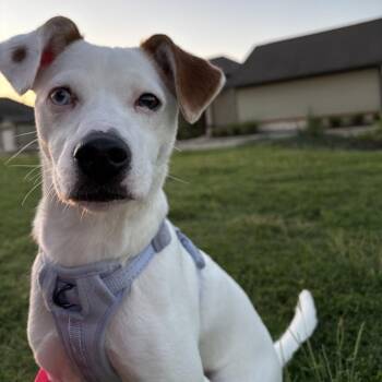 Penelope -  Jack Russell Terrier and Mixed Breed Dog for Adoption in New Orleans, Louisiana - Penelope | PetCurious