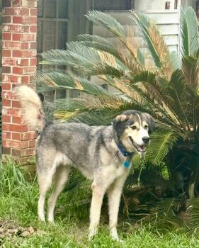 Rescue Siberian Husky Dogs for Adoption in Sumter, South Carolina - Max 2 | PetCurious