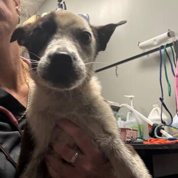 Martin -  Australian Cattle Dog Blue Heeler and Terrier Dog for Adoption in Normal, Illinois - Martin | PetCurious