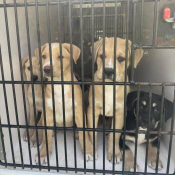 Pit Bull Terrier and Shepherd Dogs Available for Adoption - Andrew | PetCurious