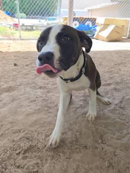 Mixed Breed Dogs Available for Adoption in Mccrory, Arkansas - Zorro | PetCurious