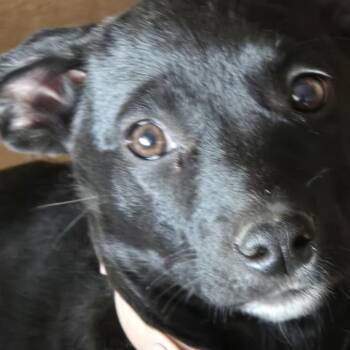 Pom Pom -  Mixed Breed Dog for Adoption in Moab, Utah - Pom Pom | PetCurious