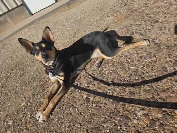 Rescue Mixed Breed Dogs for Adoption in Roosevelt, Utah - Bruno | PetCurious