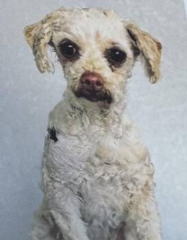 Poodle Dogs Available for Adoption - Bunny | PetCurious
