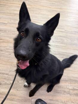 German Shepherd Dog Dogs Available for Adoption in Hopkinsville, Kentucky - Nemo | PetCurious