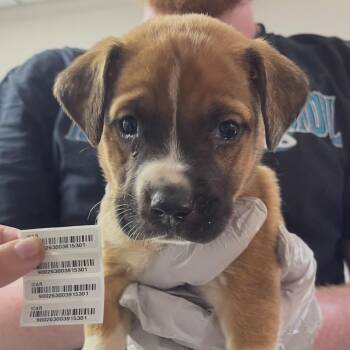 Cope Street -  Mixed Breed Dog for Adoption in Savannah, Georgia - Cope Street | PetCurious