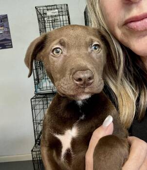 Labrador Retriever and Chocolate Labrador Retriever Dogs Available for Adoption in Austin, Texas - Chip | PetCurious