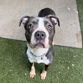 Dove -  Mixed Breed Dog for Adoption in Fairport, New York - Dove | PetCurious