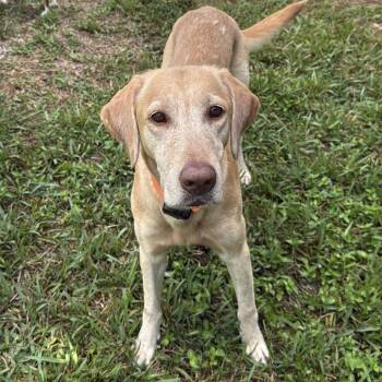 Fabiana -  Labrador Retriever Dog for Adoption in Sunrise, Florida - Fabiana | PetCurious