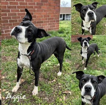 Rescue Boxer and Pit Bull Terrier Dogs for Adoption in Fairhope, Alabama - Aggie | PetCurious