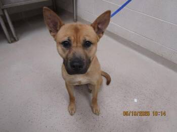 Shepherd and Shiba Inu Dogs Available for Adoption in Marietta, Georgia - Sienna (314) | PetCurious