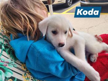 Great Pyrenees Dogs Available for Adoption in Marine City, Michigan - Koda | PetCurious