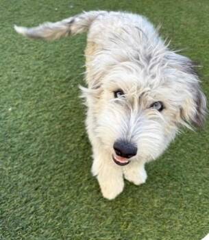 Tilly -  Terrier Dog Available for Adoption in Las Vegas, Nevada - Tilly | PetCurious