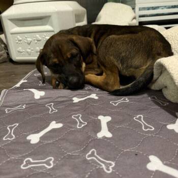 Brittany -  Mixed Breed Dog for Adoption in Christiansburg, Virginia - Brittany | PetCurious