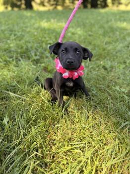 Hannah -  Mixed Breed Dog for Adoption in Gradyville, Kentucky - Hannah | PetCurious