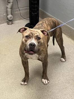LAND SHARK -  Pit Bull Terrier Dog for Adoption in Las Vegas, Nevada - LAND SHARK | PetCurious