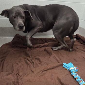 Labrador Retriever and Pit Bull Terrier Dogs Available for Adoption - Karli | PetCurious