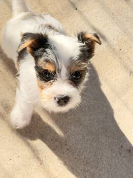 Anne Belle -  Yorkshire Terrier Dog for Sale in Lyons, Kansas - Anne Belle | PetCurious