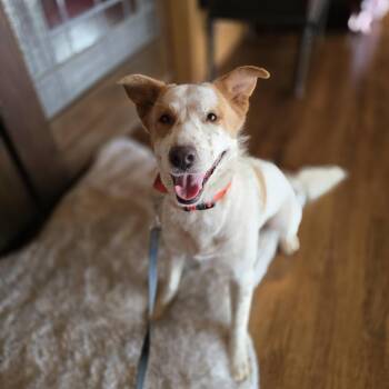 Rio -  Australian Shepherd and Catahoula Leopard Dog Dog for Adoption in Boerne, Texas - Rio | PetCurious