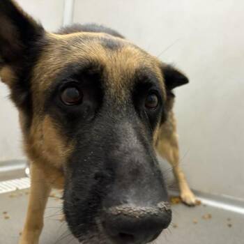Sophie -  German Shepherd Dog Dog for Adoption in Des Moines, Iowa - Sophie | PetCurious