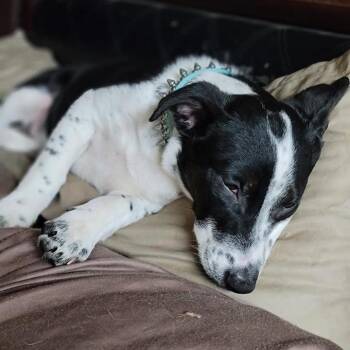 Maze -  Terrier Dog for Adoption in St. Augustine, Florida - Maze | PetCurious