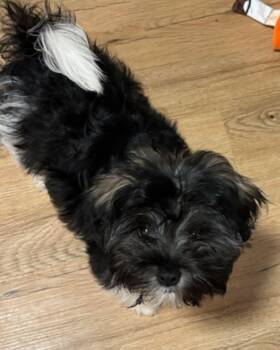 Rescue Havanese Dogs for Adoption in East Hartford, Connecticut - Cyrus | PetCurious