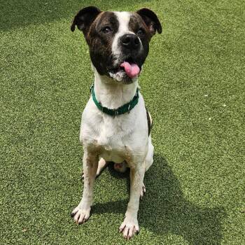 Pit Bull Terrier Dogs Available for Adoption - Kane | PetCurious