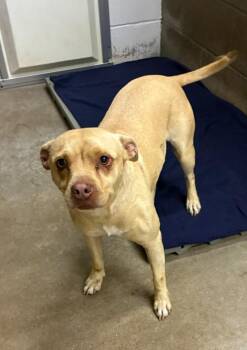 Maggie -  Mixed Breed Dog Available for Adoption in Clarksville, Tennessee - Maggie | PetCurious