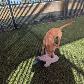 Pixar -  Labrador Retriever and Mixed Breed Dog for Adoption in San Antonio, Texas - Pixar | PetCurious