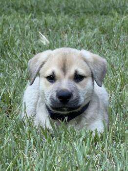 Jameson -  German Shepherd Dog Dog for Adoption in Denver, North Carolina - Jameson | PetCurious