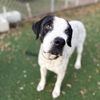 Hound Dogs Available for Adoption - Pocket Potato | PetCurious