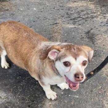 Ginger -  Chihuahua and Mixed Breed Dog for Adoption in Washington, Pennsylvania - Ginger | PetCurious