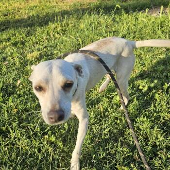Carnelian -  Chihuahua Dog for Adoption in St. Augustine, Florida - Carnelian | PetCurious