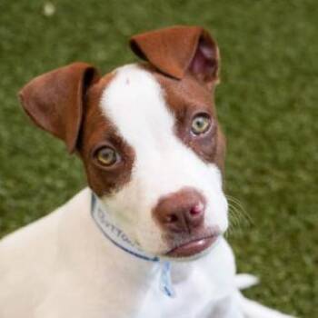 1115 (2026) Buttons -  Hound and Mixed Breed Dog for Adoption in Parker, Colorado - 1115 (2026) Buttons | PetCurious
