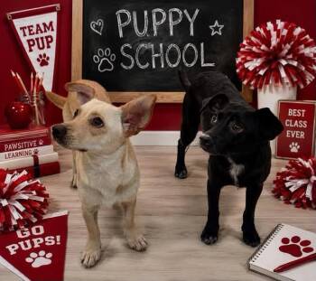 Jerry -  Chihuahua Dog for Adoption in Guntersville, Alabama - Jerry | PetCurious