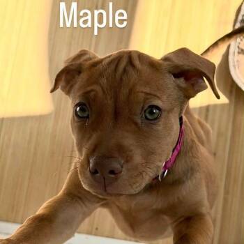 Labrador Retriever Dogs Available for Adoption in Largo, Florida - MAPLE | PetCurious