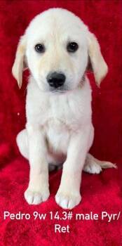 Great Pyrenees and Retriever Dogs Available for Adoption in Brewster, New York - Pedro (P Puppies) | PetCurious